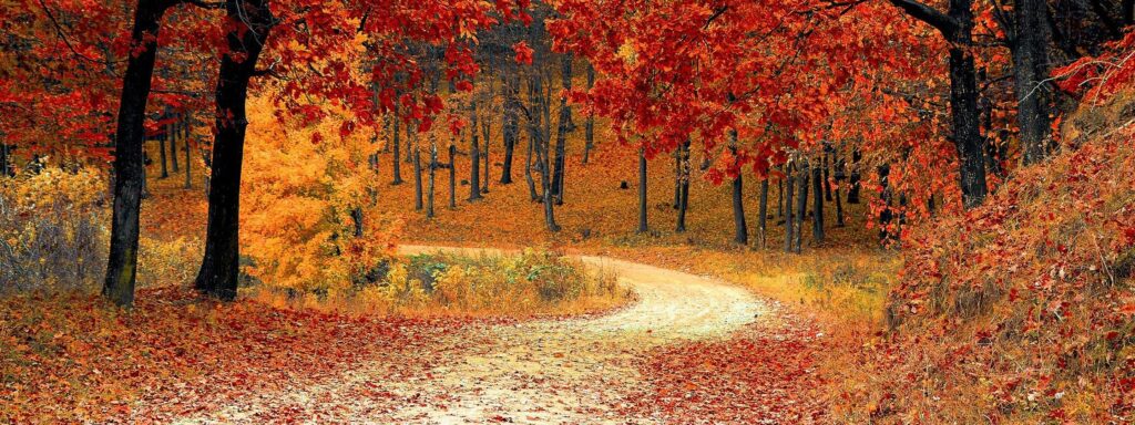 Collection automne